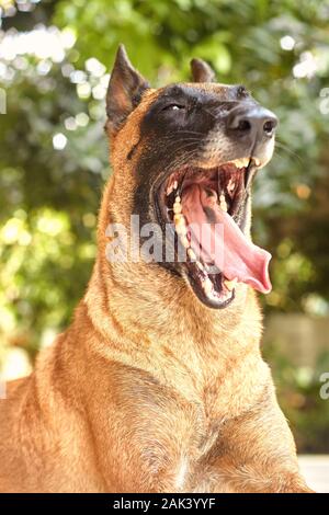 una donna malinois belga che si stende sotto un albero che sbadiglia mostrando la sua lunga lingua spartita con sfondo bokeh in una giornata di sole durante l'estate Foto Stock