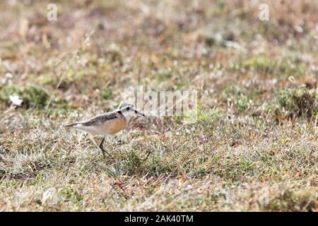 Kittlitz's Plover (Charadrius pecuarius), Adulto, il Masai Mara, Kenya. Foto Stock