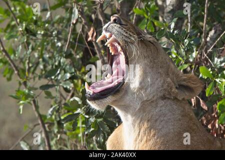 Lion (Panthera leo), femmina dando un ampio sbadiglio, il Masai Mara, Kenya. Foto Stock