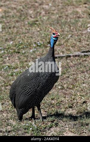 Helmeted le faraone, (Numida meleagris), la chiamata, il Masai Mara, Kenya. Foto Stock