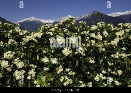 Die 'Meraner Rose' in den Gärten von Schloss Trauttmansdorff a Merano in Alto Adige, Italien | Utilizzo di tutto il mondo Foto Stock