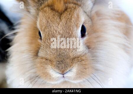 RED Dwarf Rabbit, close-up di testa Foto Stock