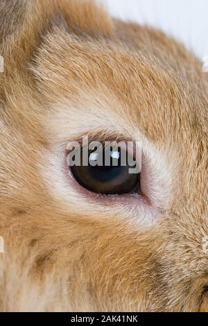 RED Dwarf Rabbit, close-up di occhio Foto Stock