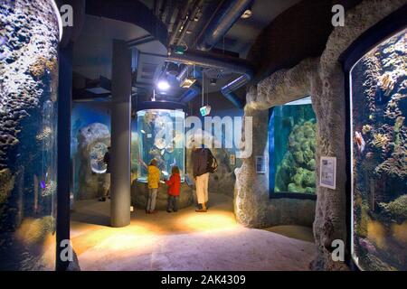 In acquario, Westerland Sylt, Nordfriesland, Schleswig-Holstein, Deutschland | Utilizzo di tutto il mondo Foto Stock