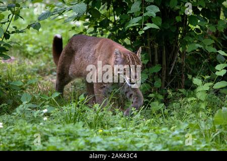 ASIAN GOLDEN CAT O TEMMINK'S CAT catopuma temmincki Foto Stock