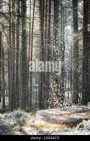 La neve cade in Abernethy Caledonian foresta nel parco nazionale di Cairngorms della Scozia. Foto Stock