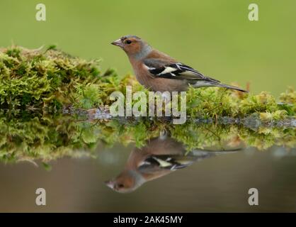 Chaffinch (Fringilla celebrs). Chaffinch maschio appollaiato al bordo di un laghetto giardino con il riflesso in acqua. Foto Stock