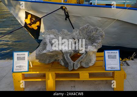 La balenottera colonna vertebrale ossea in corrispondenza del porto di Argostoli sull'isola greca di Cefalonia, Mar Ionio, Grecia Foto Stock