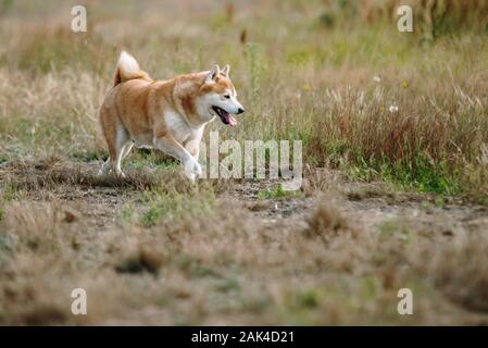 Giappone Shiba Inu cane sull'erba Foto Stock