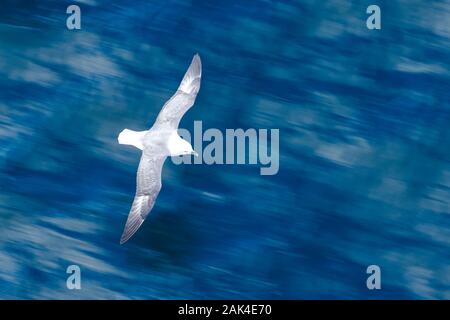 Northern Fulmar Fulmarus glacialis volando a bassa quota sopra l'Oceano Artico Foto Stock