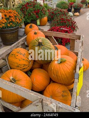 Un cestino pieno di zucche in un negozio. Foto Stock