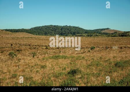 Pianura rurale chiamato pampa con alberi e cespugli a secco tutto il posto vicino a Cambara do Sul. Una città con una naturale Attrazioni turistiche nel sud del Brasile. Foto Stock