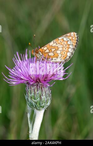 Marsh Fritillary Euphydryas aurinia apertura alare 40-50 mm. Un piuttosto letargico butterfly, che è appassionato di crogiolarsi al sole. Adulto è splendidamente segnato w Foto Stock