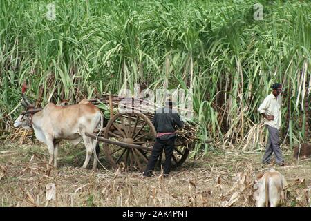 Raccogliere la canna da zucchero con un carrello bullock nella campagna della Cambogia Foto Stock