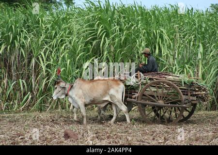 Raccogliere la canna da zucchero con un carrello bullock nella campagna della Cambogia Foto Stock