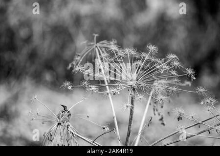 In bianco e nero di close-up dettagliato paglia secca sfondo, per vintage stile di campagna per design e sfondi, collezione autunno, al polo Zlato area protetta, Dimitrovgrad comune, Bulgaria Foto Stock