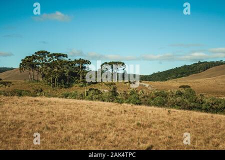 Il paesaggio rurale della pianura chiamata pampa con boschetti verde e sulle colline vicino a Cambara do Sul. Una città con una naturale Attrazioni turistiche nel sud del Brasile. Foto Stock