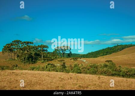 Il paesaggio rurale della pianura chiamata pampa con boschetti verde e sulle colline vicino a Cambara do Sul. Una città con una naturale Attrazioni turistiche nel sud del Brasile. Foto Stock