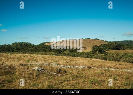 Il paesaggio rurale della pianura chiamata pampa con boschetti verde e sulle colline vicino a Cambara do Sul. Una città con una naturale Attrazioni turistiche nel sud del Brasile. Foto Stock