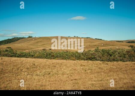 Il paesaggio rurale della pianura chiamata pampa con boschetti verde e sulle colline vicino a Cambara do Sul. Una città con una naturale Attrazioni turistiche nel sud del Brasile. Foto Stock