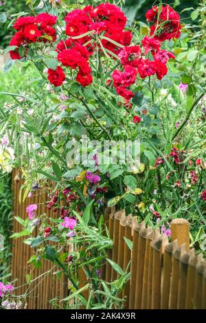 Recinzione giardino di rose rosse Foto Stock