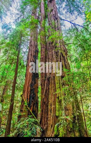 Rottura sole attraverso la tettoia di Redwood Foto Stock