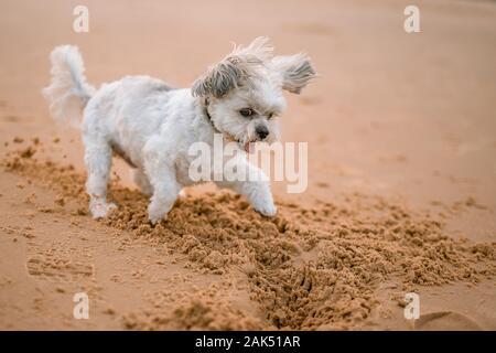 Un piccolo simpatico cane bianco gioca con la sabbia sulla spiaggia Foto Stock
