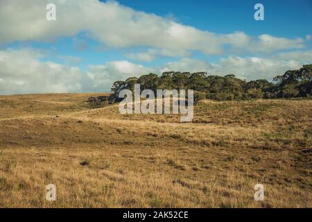 Pianura rurale chiamato pampa con bussole a secco che copre le colline vicino a Cambara do Sul. Una città con una naturale Attrazioni turistiche nel sud del Brasile. Foto Stock