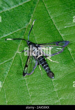 Bianco-sbarrate Clearwing - Synanthedon spheciformis Foto Stock