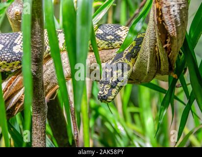 Jungle carpet python in ambiente naturale Foto Stock