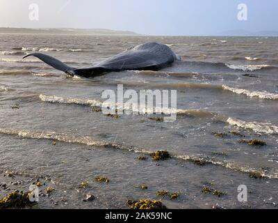 Capodoglio incagliato Ardesier Scozia Scotland Foto Stock