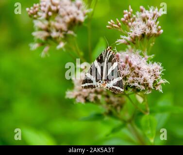 Jersey tiger moth in appoggio sulla testa di fiori in verde naturale indietro Foto Stock