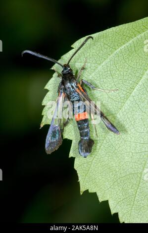 Grande rosso-belted Clearwing - Synanthedon culiciformis Foto Stock