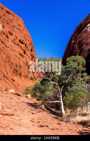 Valle dei Venti a piedi nel Olgas. Parco Nazionale Di Kata-Tjuta, Territorio Del Nord, Australia Foto Stock