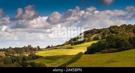 Deltaplano volare sopra gli alberi e campi coltivati sulla collina Hilfield in Inghilterra del Dorset Downs. Foto Stock