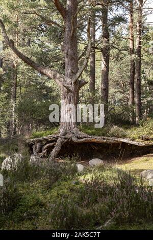 Pino silvestre a Abernethy Caledonian foresta in Scozia. Foto Stock