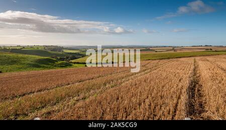 Un campo di grano stoppia è a sinistra dopo il raccolto su sette pozzetti giù, la sorgente del fiume Yeo nel Somerset, Inghilterra. Foto Stock