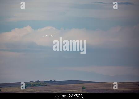 Due grandi aironi bianchi in volo lontano. Polo Zlato village, Comune di Dimitrovgrad, Haskovo provincia, la Bulgaria, l'Europa. Il panorama meraviglioso paesaggio Foto Stock