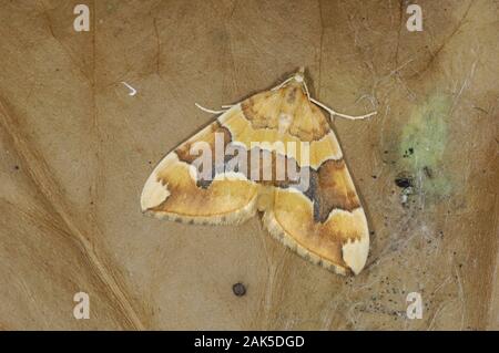 Bloccate giallo fulvata Cidaria apertura alare 20-25mm. Un colorato e ben marcato falena che tiene le sue ali piatto al resto. Adulto è giallo-marrone forewing Foto Stock