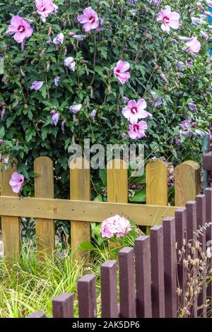 Arbusti fioriti presso il giardino di rose di recinzione di Sharon Hibiscus syriacus Foto Stock