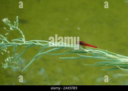 Venato rosso darter insetto dragonfly appollaiato sul ramo di pianta su un laghetto. Foto Stock