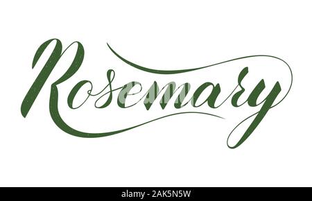 Vector scritto a mano il rosmarino isolato di testo su sfondo bianco. Cucina sana le erbe e le spezie per cucinare. Script brushpen lettering con flourishe Illustrazione Vettoriale