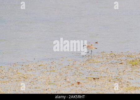 Piccolo uccello che cammina con la bassa marea in una mangrovia Foto Stock