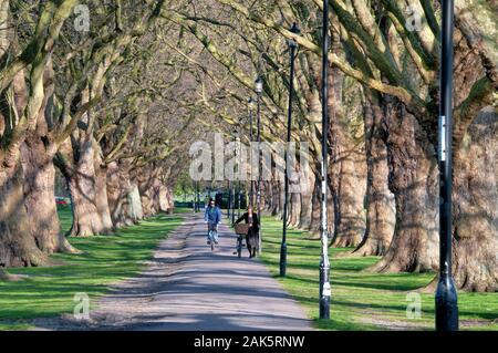 I Platani in primavera Gesù Green Cambridge Foto Stock