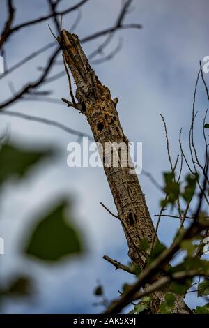 Dead Poplar Tree con fori praticati dai picchi in area protetta, il riscaldamento globale natura danni conduce ad alberi di essiccazione. Polo Zlato village, Dimitrovgrad comune, Haskovo regione, Bulgaria, Europa Foto Stock