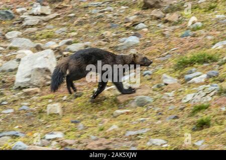 Wolverine, Gulo gulo, in esecuzione in un prato subalpino vicino Lago Schaffer nel settembre nel Parco Nazionale di Yoho, British Columbia, Canada Foto Stock