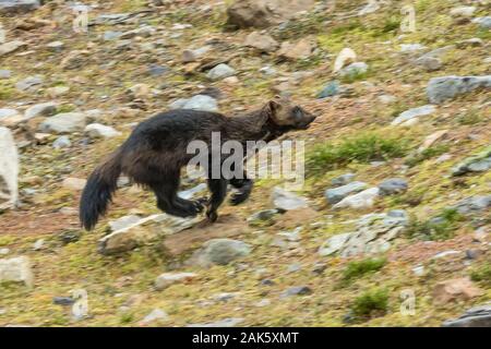 Wolverine, Gulo gulo, in esecuzione in un prato subalpino vicino Lago Schaffer nel settembre nel Parco Nazionale di Yoho, British Columbia, Canada Foto Stock