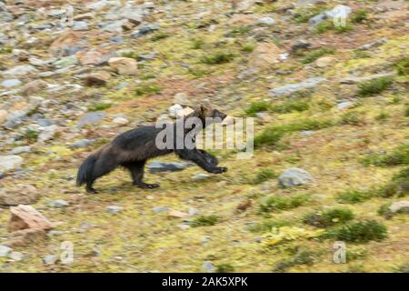 Wolverine, Gulo gulo, in esecuzione in un prato subalpino vicino Lago Schaffer nel settembre nel Parco Nazionale di Yoho, British Columbia, Canada Foto Stock