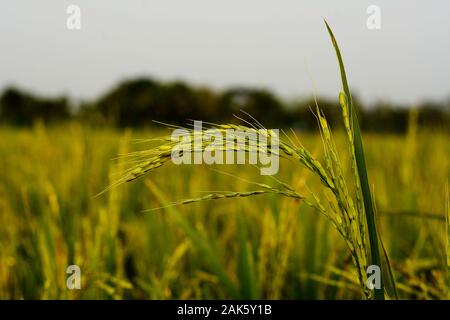 Splendida vista campo di riso paesaggio. Foto Stock