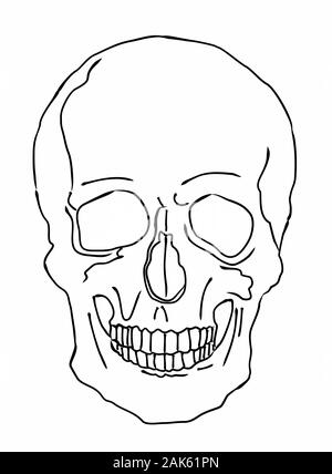 Illustrazione di un cranio Illustrazione Vettoriale